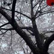 ヒメ日記 2026/04/17 23:15 投稿 きょうか 白いぽっちゃりさん仙台店