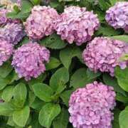 ヒメ日記 2026/06/26 12:56 投稿 ななこ もしも素敵な妻が指輪をはずしたら・・・