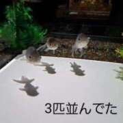 ヒメ日記 2025/11/26 14:42 投稿 宮崎まな なめこ治療院（横浜ハレ系）