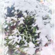 ヒメ日記 2026/02/08 15:05 投稿 ゆめか 桜フェアリーテイル