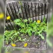 ヒメ日記 2026/04/08 18:58 投稿 ゆめか 桜フェアリーテイル