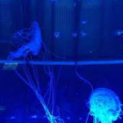 ヒメ日記 2025/09/15 22:40 投稿 ゆかり 浜松人妻なでしこ(カサブランカグループ)