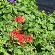 ヒメ日記 2025/09/25 23:26 投稿 ゆかり 浜松人妻なでしこ(カサブランカグループ)