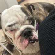 ヒメ日記 2025/11/11 21:30 投稿 らん フローラル