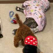 ヒメ日記 2025/12/09 13:39 投稿 らん フローラル