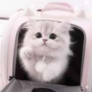 ヒメ日記 2025/12/04 01:20 投稿 ふゆ CHERRY WEST(チェリーウエスト)