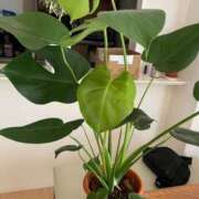 ヒメ日記 2025/08/18 10:19 投稿 じゅん 熊本ちゃんこ　八代店