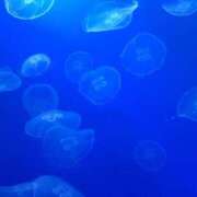 ヒメ日記 2025/08/19 13:45 投稿 琴音先生 女教師