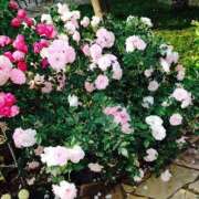 ヒメ日記 2025/09/02 11:45 投稿 琴音先生 女教師