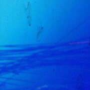 ヒメ日記 2025/09/02 22:05 投稿 琴音先生 女教師