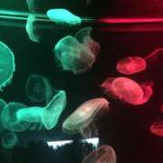 ヒメ日記 2025/09/05 18:45 投稿 琴音先生 女教師