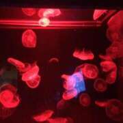 ヒメ日記 2025/09/25 18:15 投稿 琴音先生 女教師