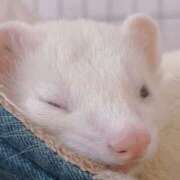 ヒメ日記 2025/11/16 11:30 投稿 りょう 吉祥寺大人めシンデレラ（シンデレラグループ）