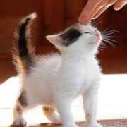 ヒメ日記 2025/07/26 07:36 投稿 月見美夜日 五十路マダム 徳島店