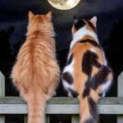 ヒメ日記 2025/09/03 01:48 投稿 月見美夜日 五十路マダム 徳島店