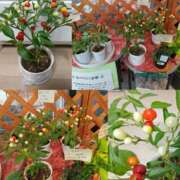 月見美夜日 仲間入り☆(*^^*) 五十路マダム 徳島店