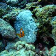 ひかる 完売♡ 沖縄素人図鑑