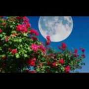 ヒメ日記 2025/07/06 22:36 投稿 栗田きみえ 五十路マダム 岐阜店