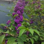 ヒメ日記 2025/10/10 08:44 投稿 栗田きみえ 五十路マダム 岐阜店