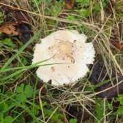 ヒメ日記 2025/10/11 11:04 投稿 栗田きみえ 五十路マダム 岐阜店