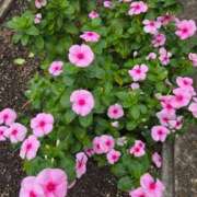 ヒメ日記 2025/10/19 11:06 投稿 栗田きみえ 五十路マダム 岐阜店