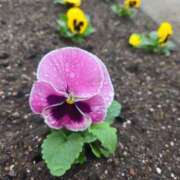 ヒメ日記 2025/10/30 17:58 投稿 栗田きみえ 五十路マダム 岐阜店