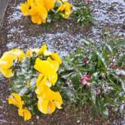 栗田きみえ ?出勤しました? 五十路マダム 岐阜店