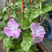 ヒメ日記 2025/07/20 10:07 投稿 みやび 完熟ばなな 上野店