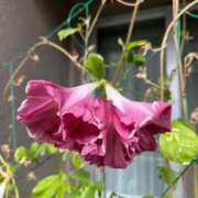 みやび 夏も終わり 完熟ばなな 上野店