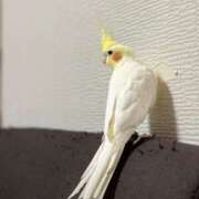 ヒメ日記 2025/07/06 09:59 投稿 桜ゆき 大阪ぽっちゃり妻 谷九店