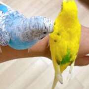 ヒメ日記 2025/07/06 19:33 投稿 桜ゆき 大阪ぽっちゃり妻 谷九店