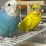 ヒメ日記 2025/07/27 09:52 投稿 桜ゆき 大阪ぽっちゃり妻 谷九店