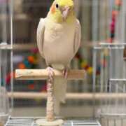 ヒメ日記 2025/08/11 09:45 投稿 桜ゆき 大阪ぽっちゃり妻 谷九店