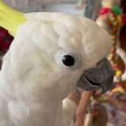 ヒメ日記 2025/09/13 21:15 投稿 桜ゆき 大阪ぽっちゃり妻 谷九店