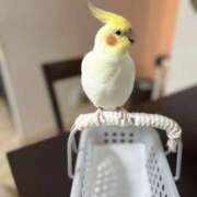 ヒメ日記 2025/10/23 09:37 投稿 桜ゆき 大阪ぽっちゃり妻 谷九店