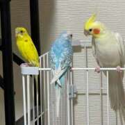 ヒメ日記 2025/10/31 09:46 投稿 桜ゆき 大阪ぽっちゃり妻 谷九店