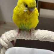 ヒメ日記 2025/11/13 12:49 投稿 桜ゆき 大阪ぽっちゃり妻 谷九店