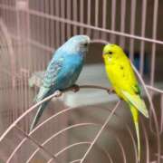 ヒメ日記 2025/11/18 17:33 投稿 桜ゆき 大阪ぽっちゃり妻 谷九店