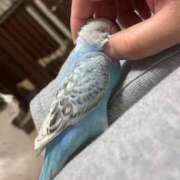 ヒメ日記 2025/12/03 09:48 投稿 桜ゆき 大阪ぽっちゃり妻 谷九店