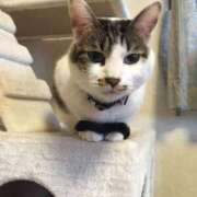 桜ゆき おはよ 大阪ぽっちゃり妻 谷九店