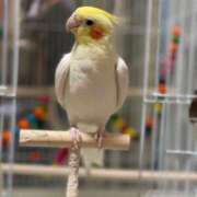 ヒメ日記 2025/12/13 09:39 投稿 桜ゆき 大阪ぽっちゃり妻 谷九店