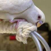 ヒメ日記 2025/12/18 09:42 投稿 桜ゆき 大阪ぽっちゃり妻 谷九店