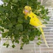 ヒメ日記 2025/12/23 09:41 投稿 桜ゆき 大阪ぽっちゃり妻 谷九店