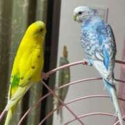 ヒメ日記 2025/12/24 21:00 投稿 桜ゆき 大阪ぽっちゃり妻 谷九店