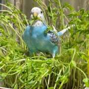 ヒメ日記 2026/02/01 13:38 投稿 桜ゆき 大阪ぽっちゃり妻 谷九店