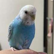 ヒメ日記 2026/02/05 09:35 投稿 桜ゆき 大阪ぽっちゃり妻 谷九店