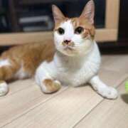 桜ゆき 来週の予定 大阪ぽっちゃり妻 谷九店