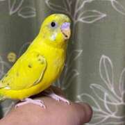 ヒメ日記 2026/03/04 09:44 投稿 桜ゆき 大阪ぽっちゃり妻 谷九店