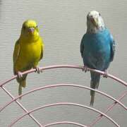 ヒメ日記 2026/03/05 10:07 投稿 桜ゆき 大阪ぽっちゃり妻 谷九店