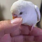 ヒメ日記 2026/03/07 21:20 投稿 桜ゆき 大阪ぽっちゃり妻 谷九店